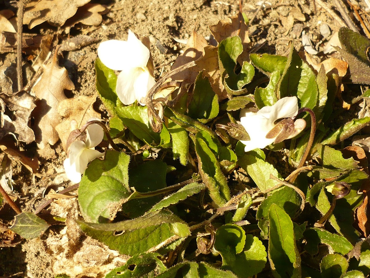 Viola alba subsp. scotophylla (Violaceae)